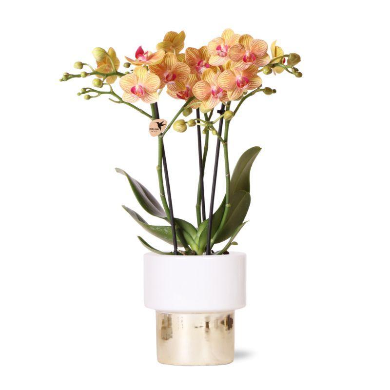 Everspring Kolibri orchids | oranje phalaenopsis orchidee potmaat ø9cm | bloeiende kamerplant - vers van de kweker kolibri orchids | witte phalaenopsis orchidee – 
