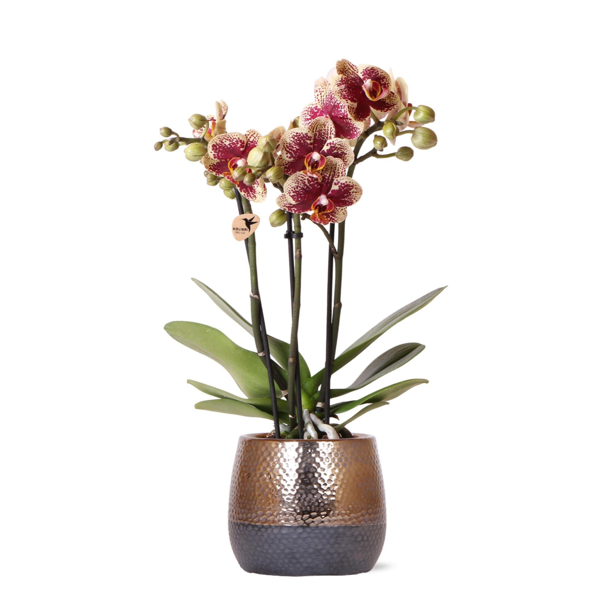 Everspring Kolibri orchids | geel rode phalaenopsis orchidee - spain - potmaat ø9cm | bloeiende kamerplant - vers van de kweker kolibri orchids | geel rode phalaenop