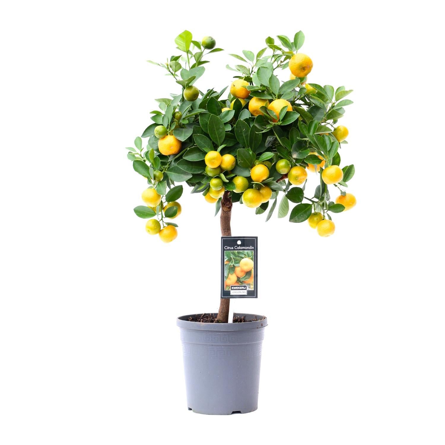 Everspring Citrus calamondin - ø15cm - ↑↓f45cm citrus calamondin - ø15cm - ↑↓f45cm