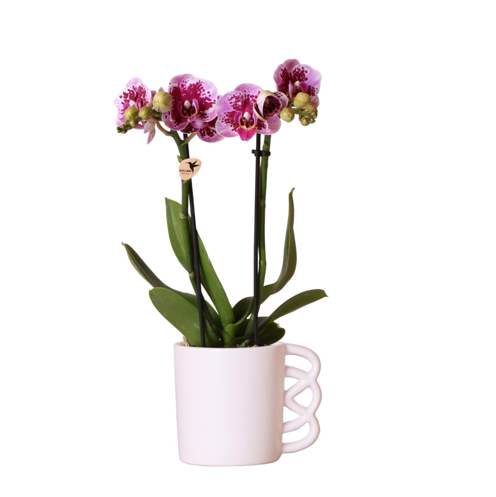 Everspring Kolibri orchids | roze paarse phalaenopsis orchidee - el salvador - potmaat ø9cm | bloeiende kamerplant - vers van de kweker kolibri orchids | roze paarse