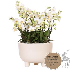 Everspring Kolibri orchids | witte phalaenopsis orchidee - lausanne- potmaat ø12cm | bloeiende kamerplant - vers van de kweker kolibri orchids | witte plantenset in 