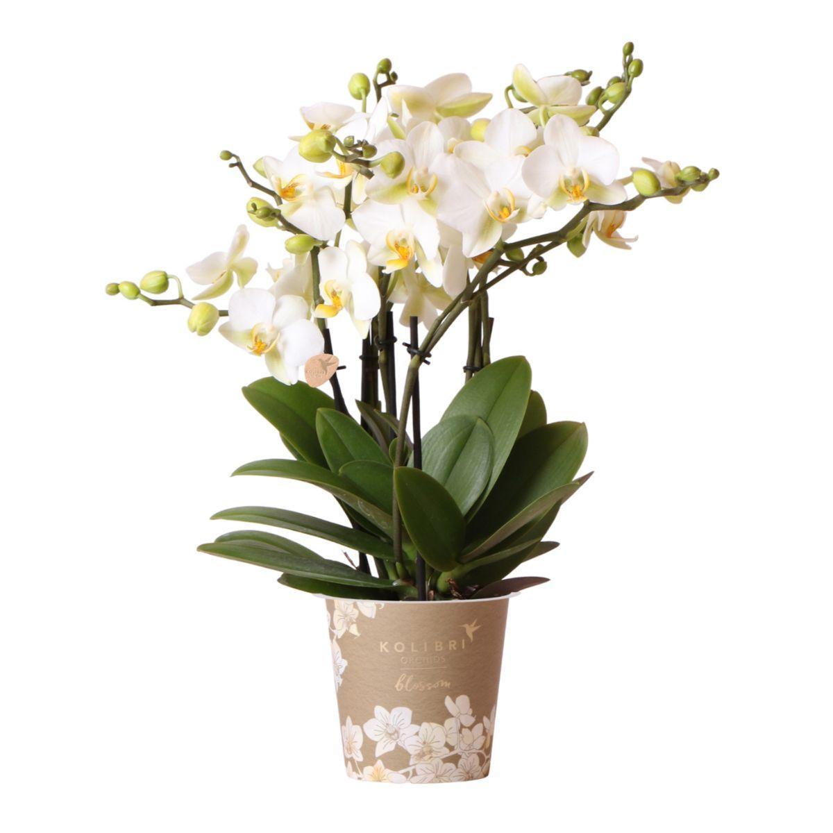 Everspring Kolibri orchids | witte phalaenopsis orchidee - lausanne- potmaat ø12cm | bloeiende kamerplant - vers van de kweker kolibri orchids | witte phalaenopsis o