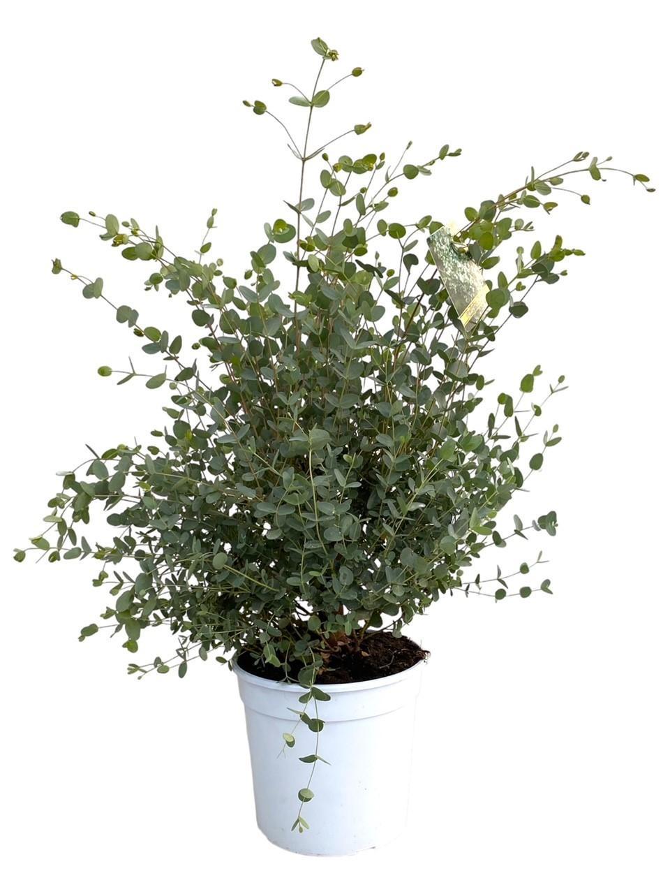 Everspring Eucalyptus gunnii - ø21cm - ↑↓f60cm eucalyptus gunnii - ø21cm - ↑↓f60cm