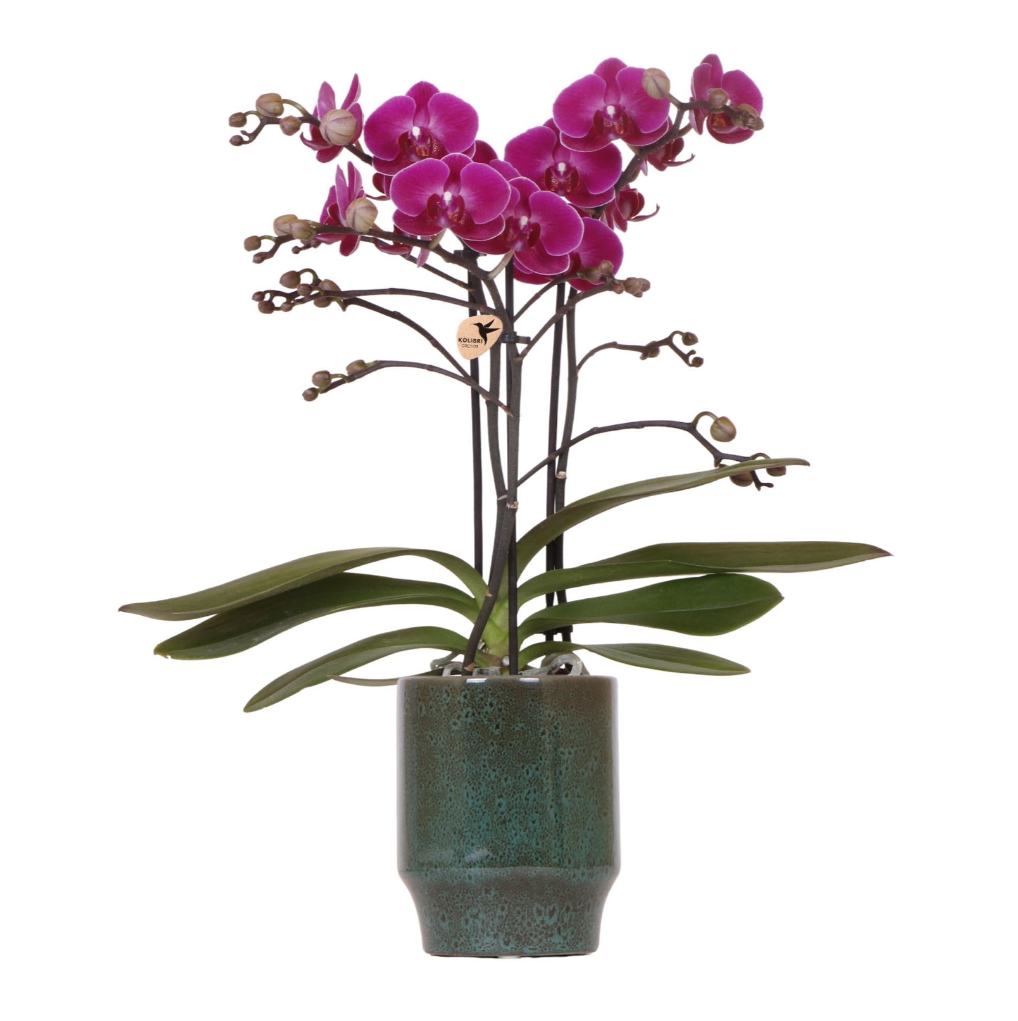 Everspring Kolibri orchids | paarse phalaenopsis orchidee - morelia - potmaat ø9cm | bloeiende kamerplant - vers van de kweker kolibri orchids | paarse phalaenopsis 