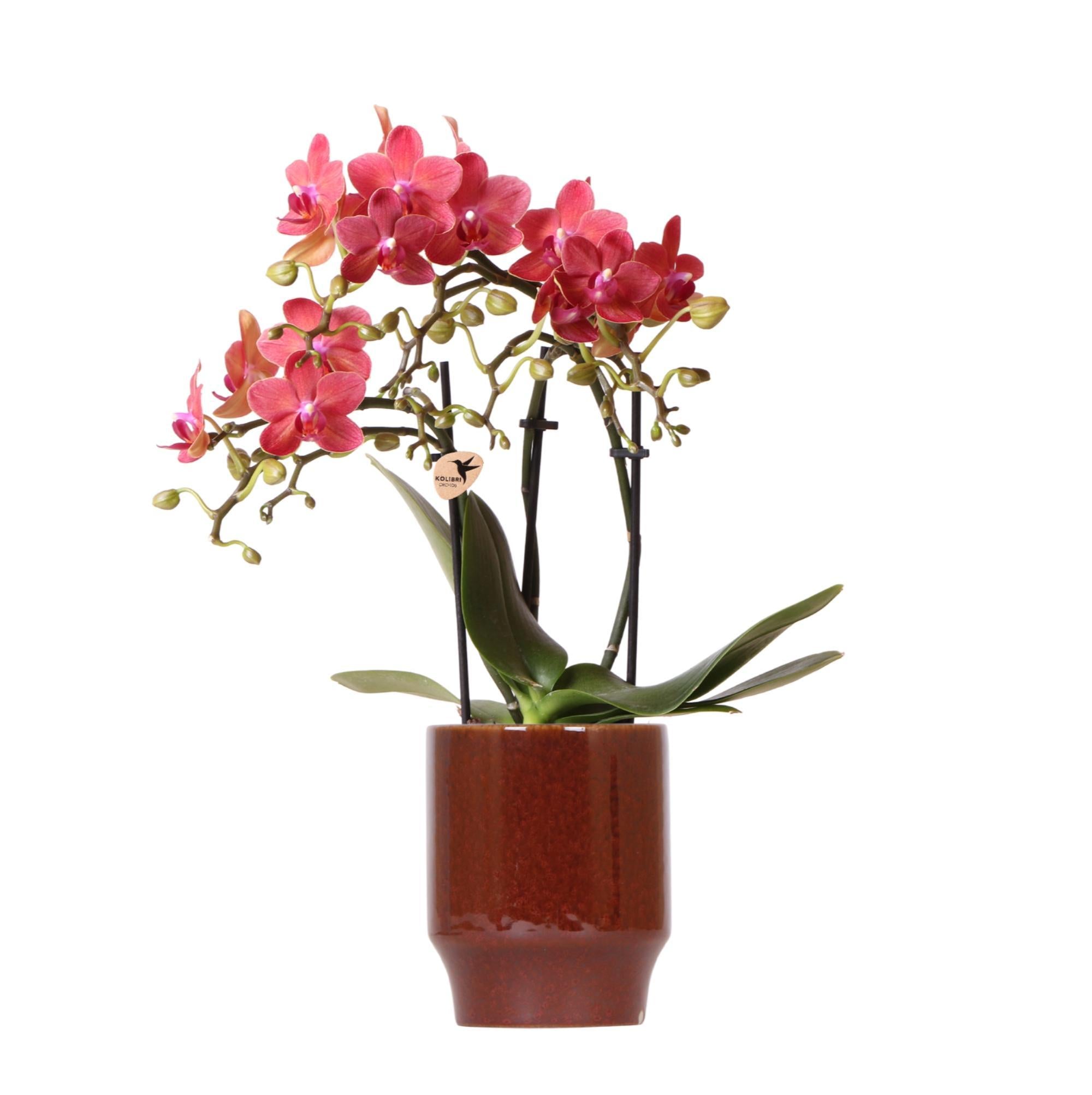 Everspring Kolibri orchids | rode phalaenopsis orchidee - congo - potmaat ø9cm | bloeiende kamerplant - vers van de kweker kolibri orchids | rode phalaenopsis orchid