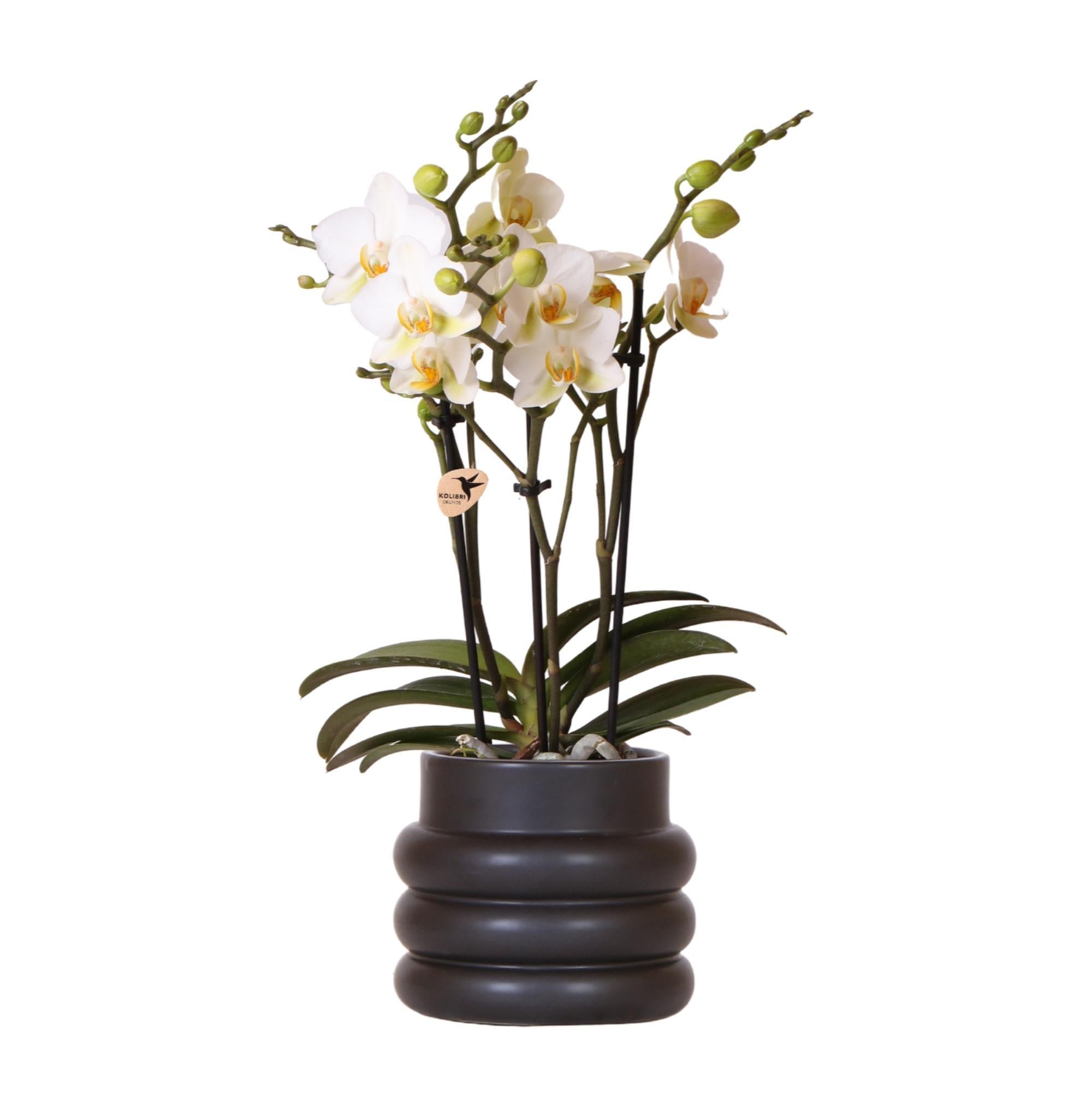 Everspring Kolibri orchids | witte phalaenopsis orchidee - lausanne - potmaat ø9cm | bloeiende kamerplant - vers van de kweker kolibri orchids | witte phalaenopsis o