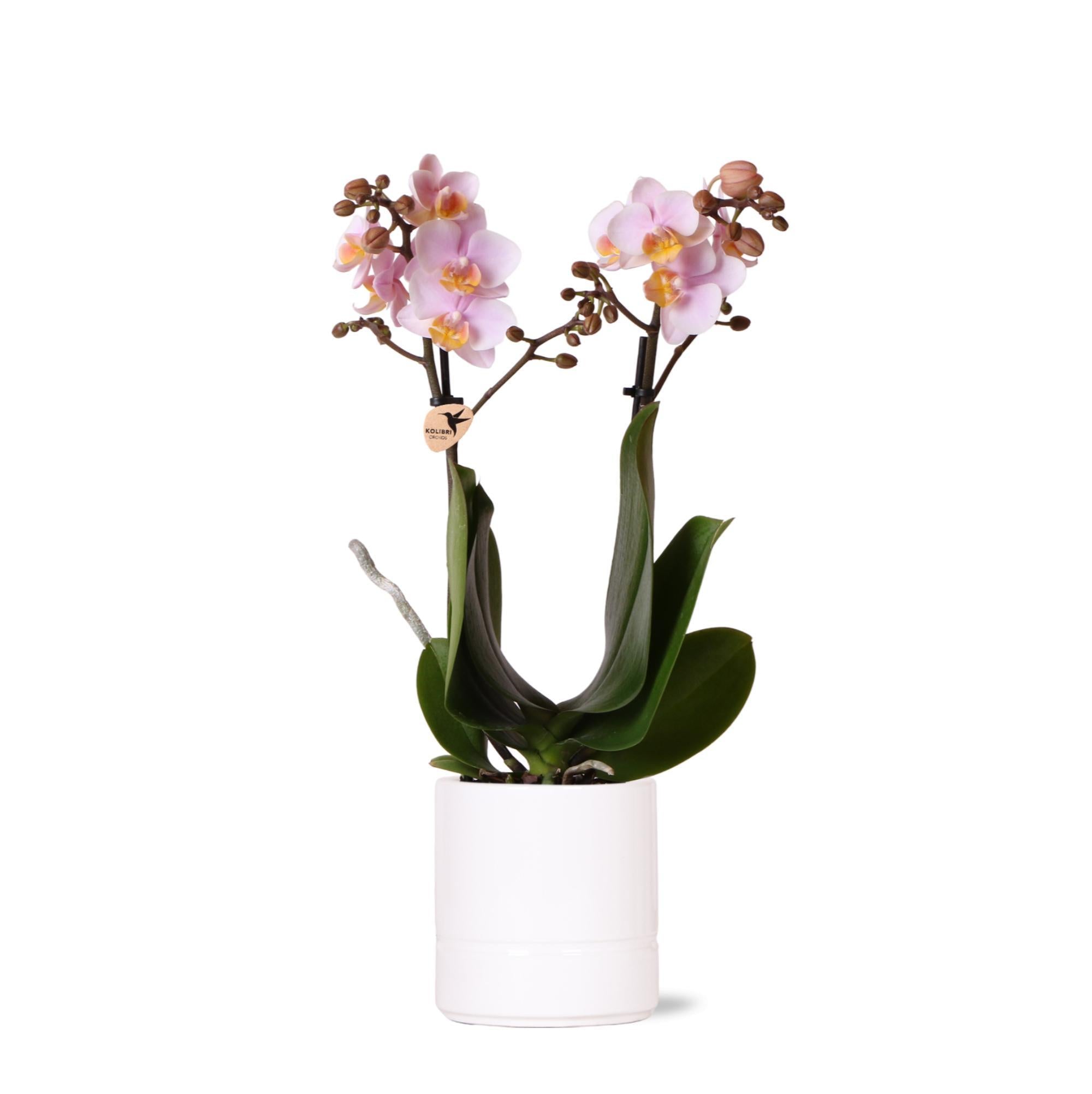 Everspring Kolibri orchids | roze phalaenopsis orchidee - andorra - potmaat ø9cm | bloeiende kamerplant - vers van de kweker kolibri orchids | roze phalaenopsis orch