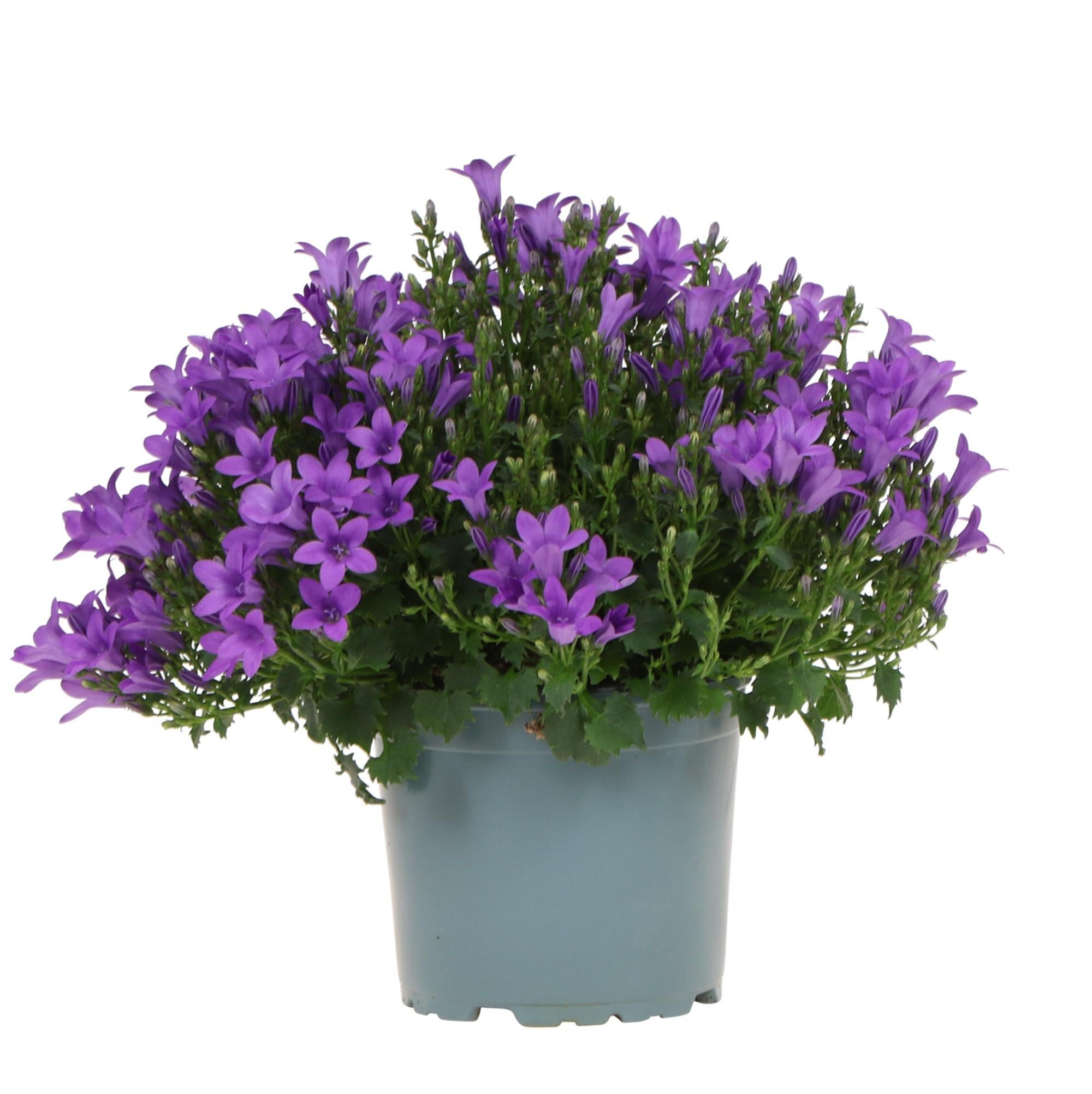 Everspring Campanula addenda - klokjesbloem purple potmaat 12cm - vaste plant - winterhard campanula addenda - klokjesbloem purple potmaat 12cm - vaste plant - winterhard - purple