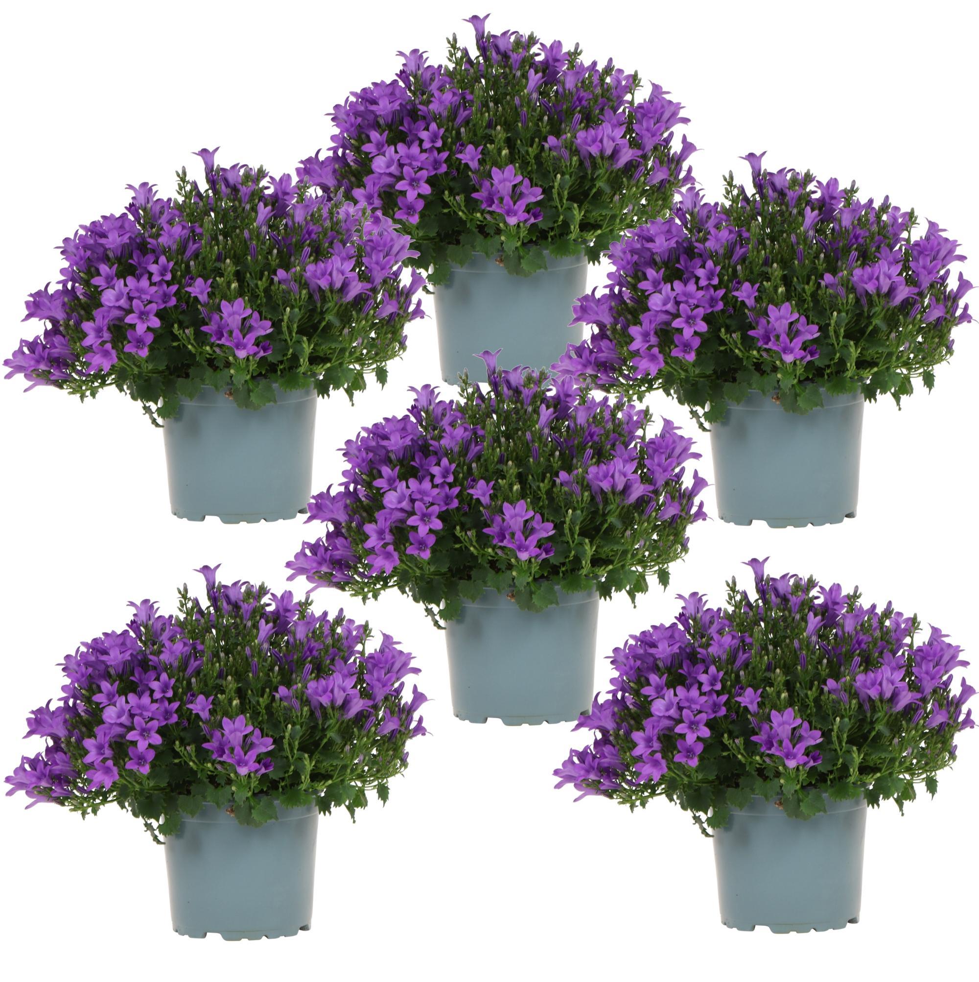 Everspring Campanula addenda - klokjesbloem purple potmaat 12cm - vaste plant - winterhard campanula addenda - klokjesbloem paars potmaat 12cm - 1m2 bodembedekker - 6 stuks - ambella purple - tuinplanten - winte