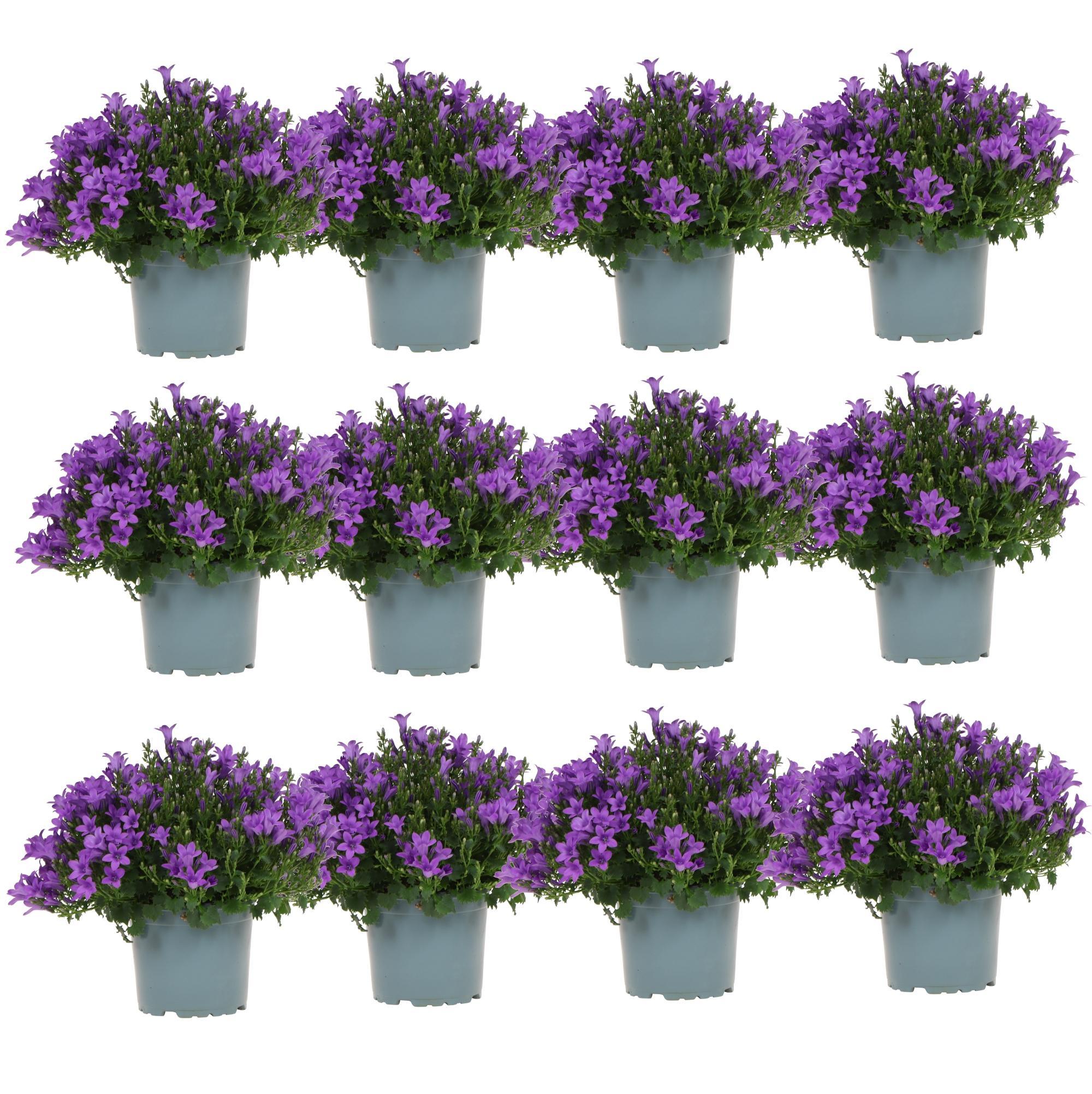 Everspring Campanula addenda - klokjesbloem purple potmaat 12cm - vaste plant - winterhard campanula addenda - klokjesbloem paars potmaat 12cm - 2m2 bodembedekker - 12 stuks - ambella purple - tuinplanten - wint