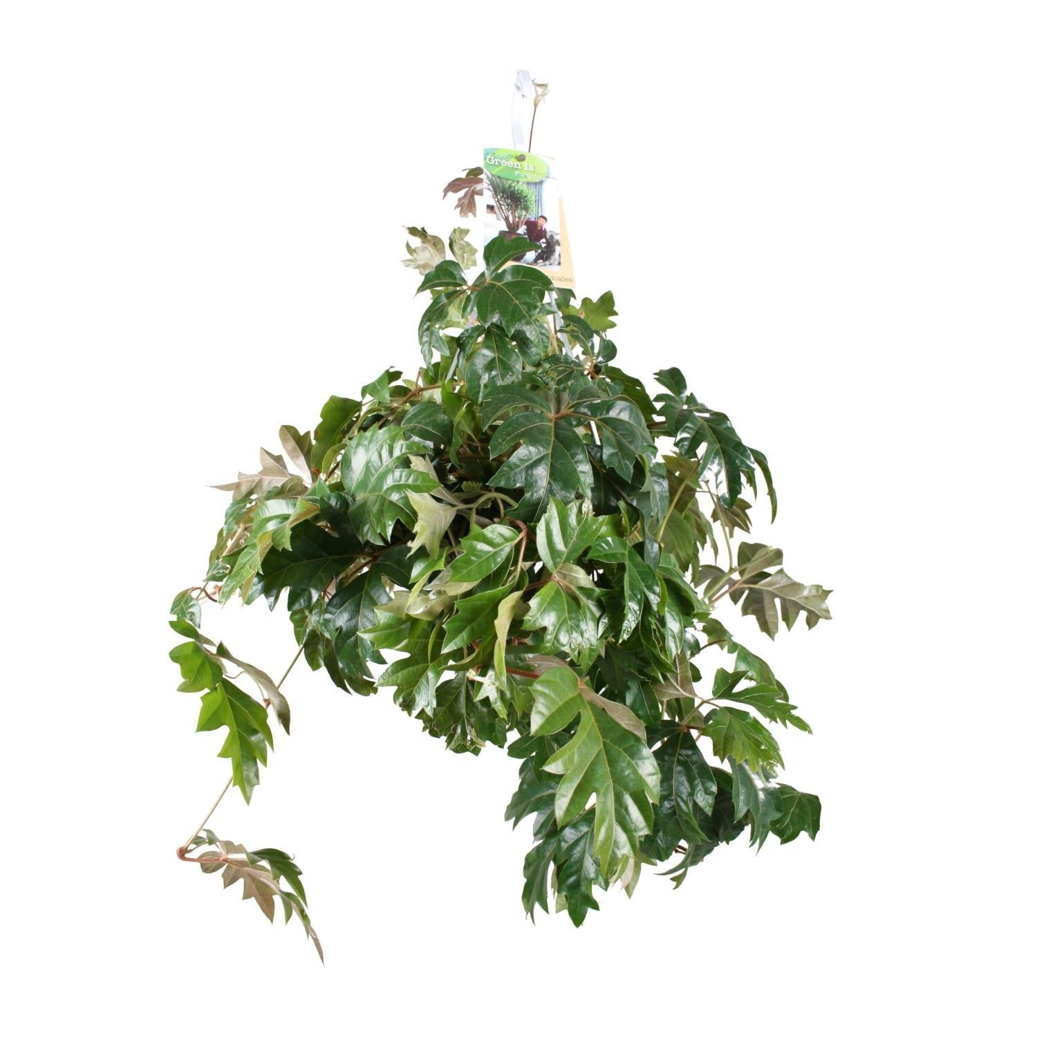 Everspring Cissus rhombifolia ellen danica - ø17cm - ↑↓f70cm cissus rhombifolia ellen danica - ø17cm - ↑↓f70cm