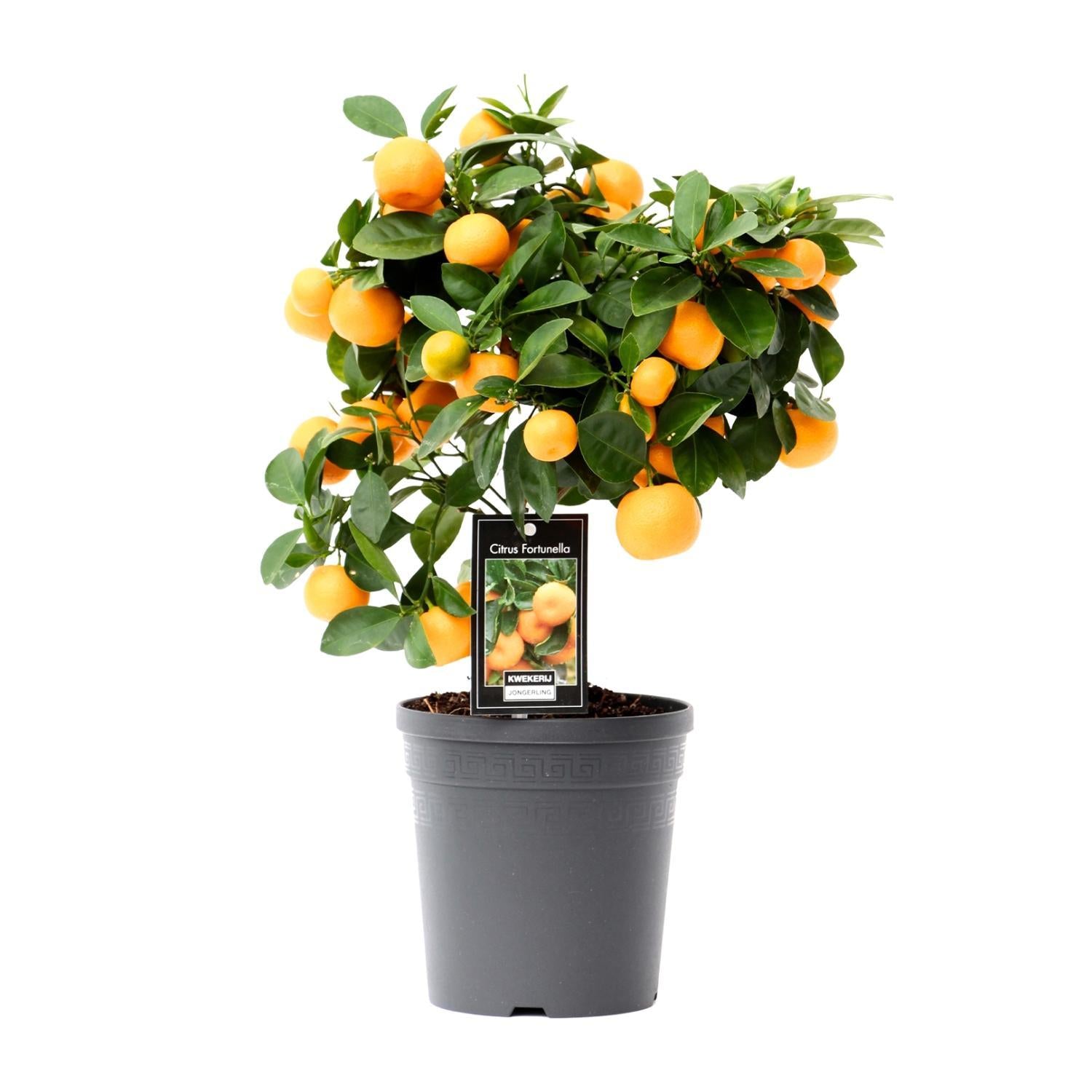 Everspring Citrus calamondin - ø15cm - ↑↓f40cm citrus calamondin - ø15cm - ↑↓f40cm