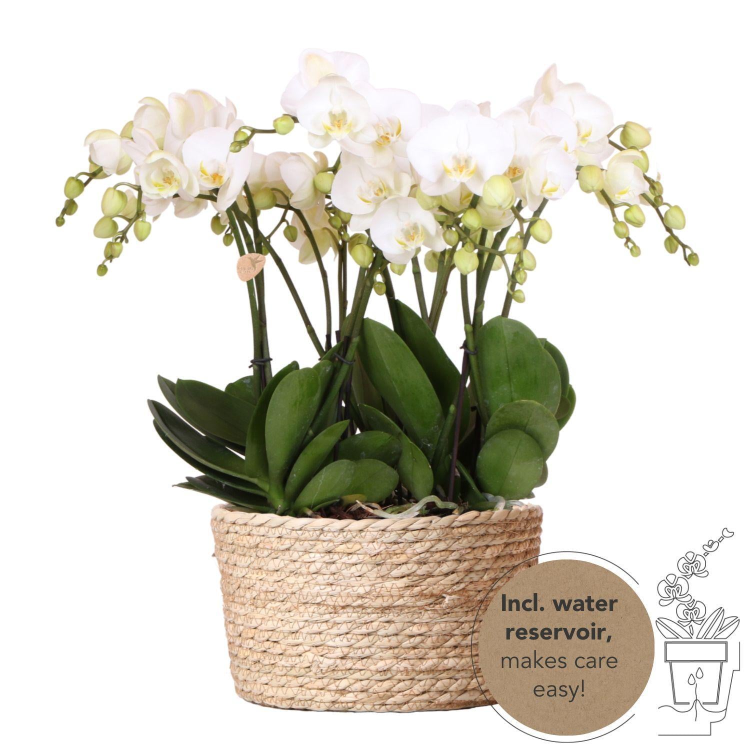 Everspring Kolibri orchids | witte phalaenopsis orchidee potmaat - jewel ghent - potmaat ø12cm | bloeiende kamerplant - vers van de kweker kolibri orchids | witte or
