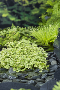 Moerings Bonte waternavel / Hydrocotyle sib.'Variegata'