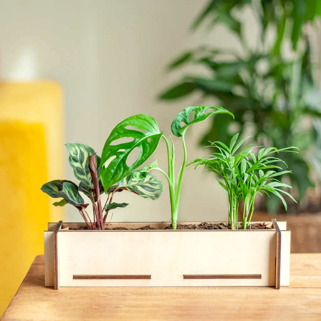 Plantje Indoor tuintje (DIY)