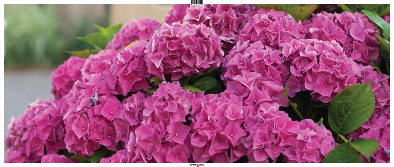 Customize-it Hortensia roze 130x50cm Tuinschilderij - 