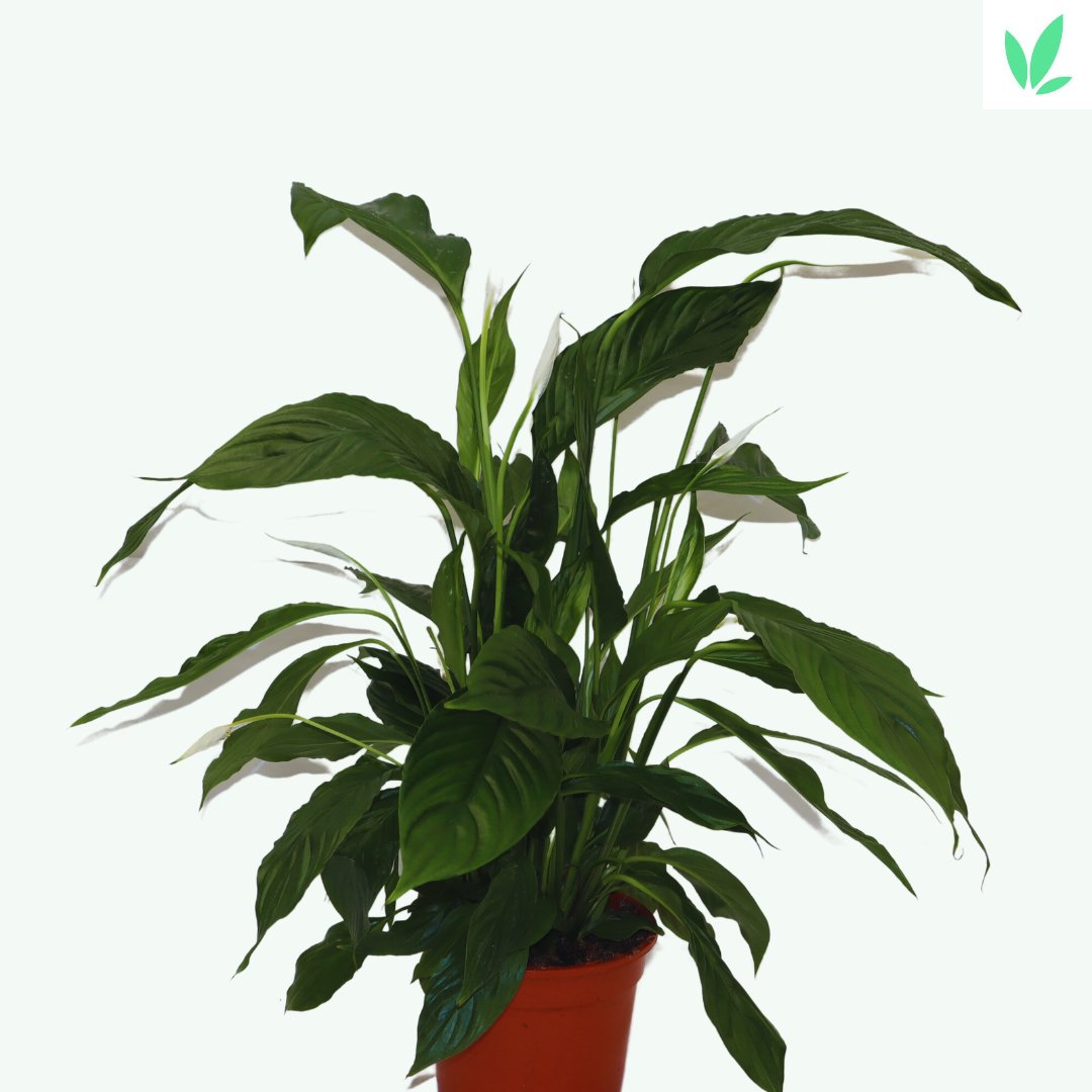 Sierplantenshop  spathiphyllum bellini - sierplant kamerplant groene plant - online kopen spathiphyllum bellini - sierplant kamerplant groene plant - online kopen