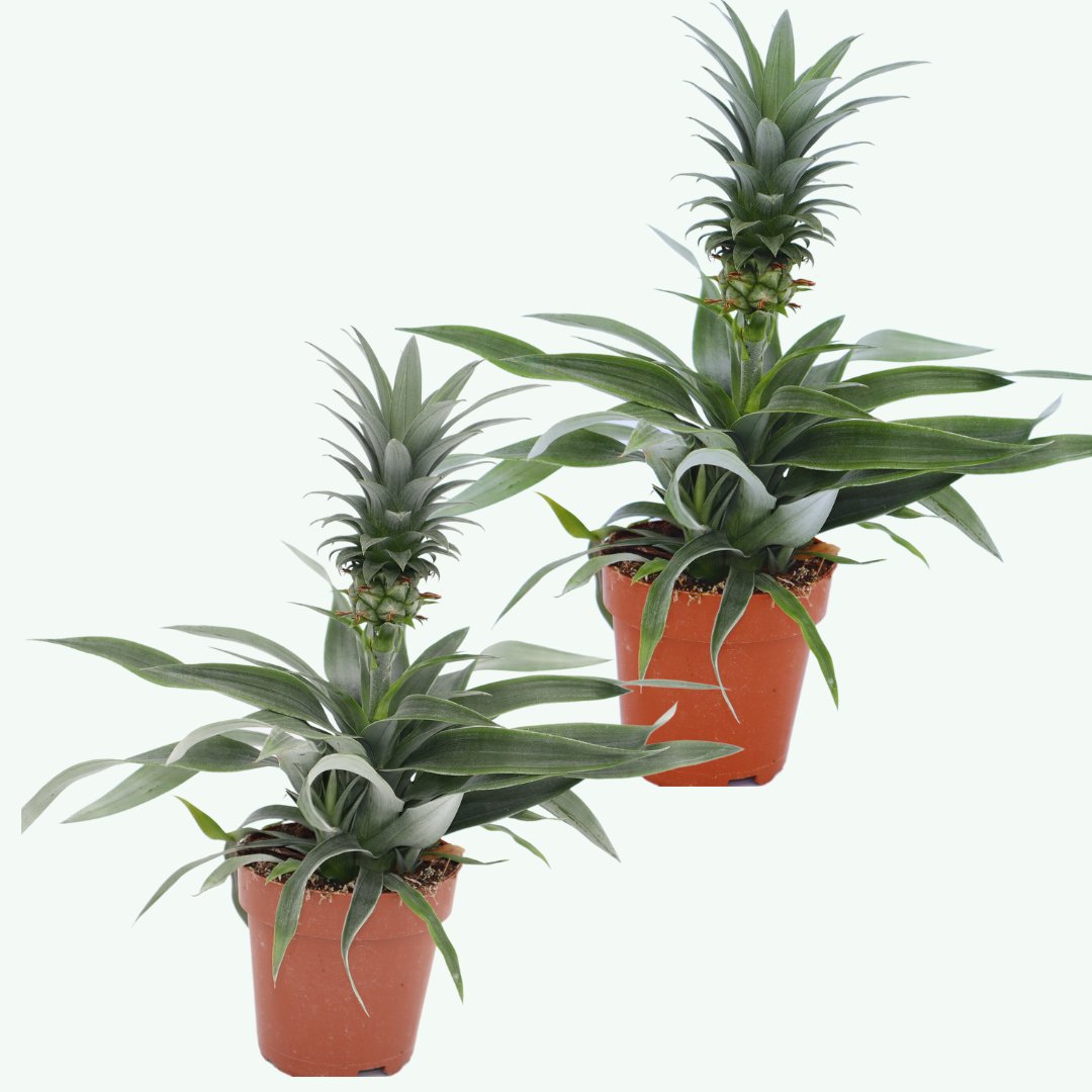Sierplantenshop Ananas comosus duo  sierplant hoogte ø12cm ↑↓f45cm  2 planten