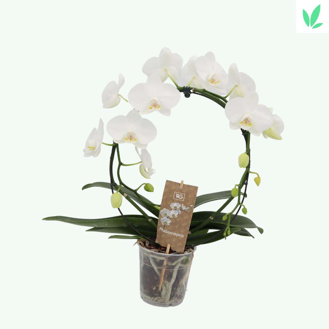 Sierplantenshop witte orchideeën boog + gratis witte sierpot - phalaenopsis - ø12cm ↑↓f45cm