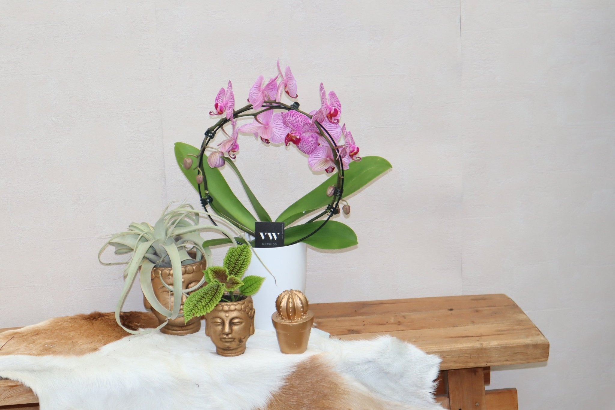 Sierplantenshop roze orchideeën boog - gratis witte sierpot - phalaenopsis - ø 12 cm - +/- 45 cm