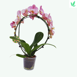 Sierplantenshop roze orchideeën boog - gratis witte sierpot - phalaenopsis - ø12cm ↑↓f45cm