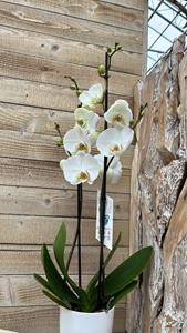 Sierplantenshop Chamaedorea - philodendron white wave - witte orchidee- ø12 ↑↓f40-60met bijpassende elegante witte sierpotten-luchtzuiverende sierplantenpakket 1 - vers van de kweker