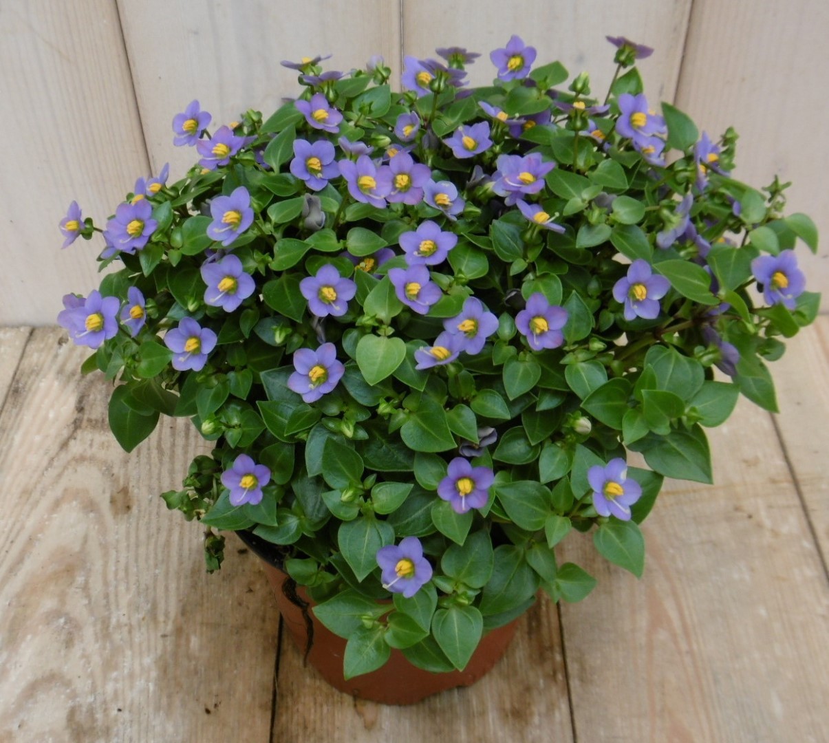Warentuin Natuurlijk Kamerplant Bitterblad Exacum Affine blauw paars - 