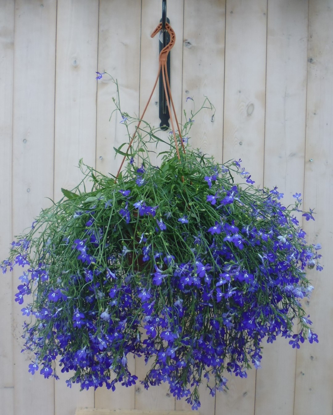 Warentuin Natuurlijk Hangplant Lobelia blauw - 