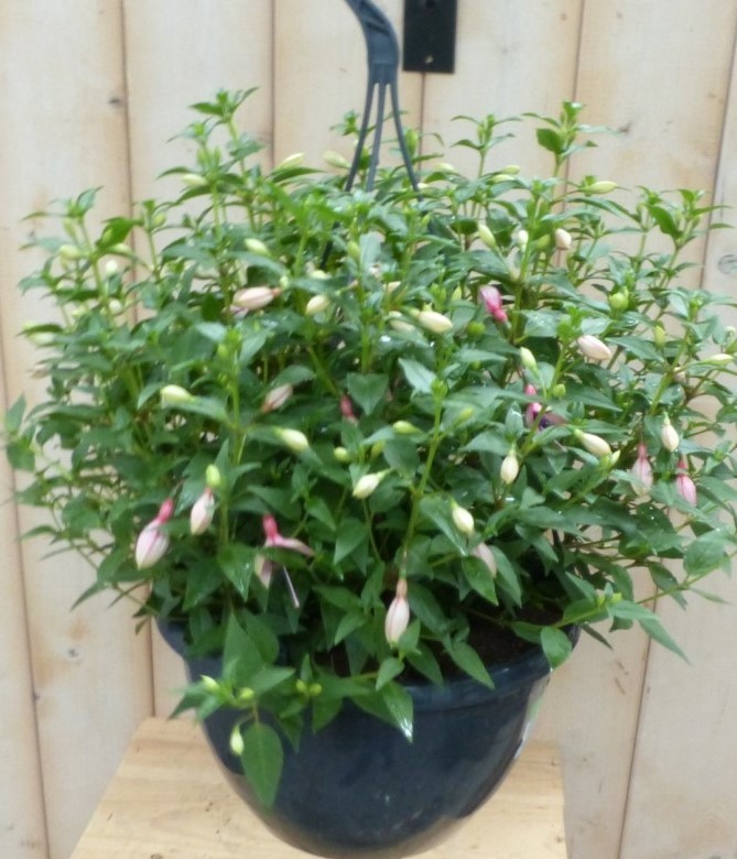 Warentuin Natuurlijk Fuchsia in hangpot lichtroze - 