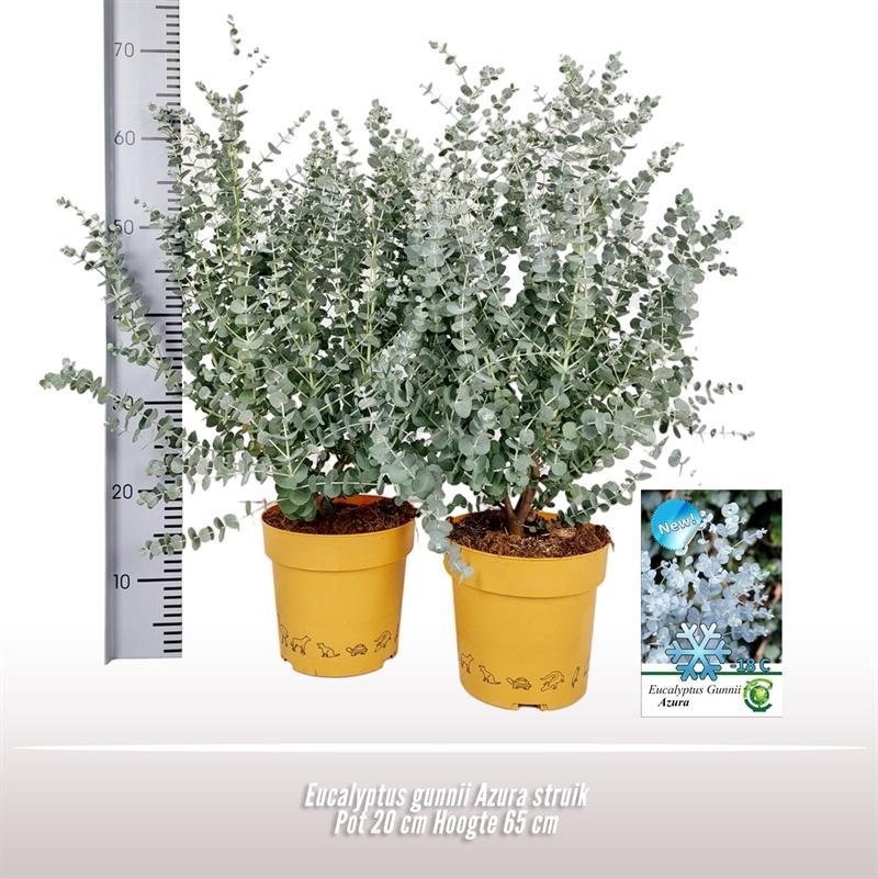 Everspring Eucalyptus gunnii azura struik - ø20cm - ↑↓f50cm