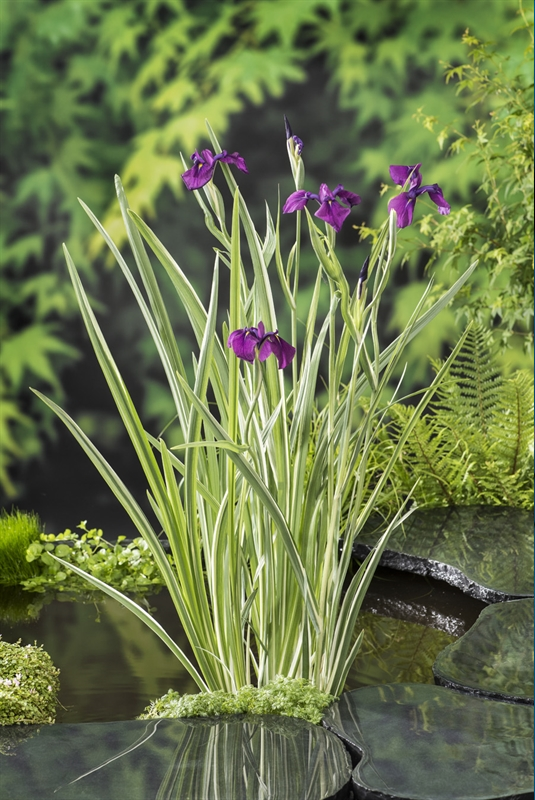 Moerings Water Iris klaar in vijvermand / Iris kaempferi 'Variegata'