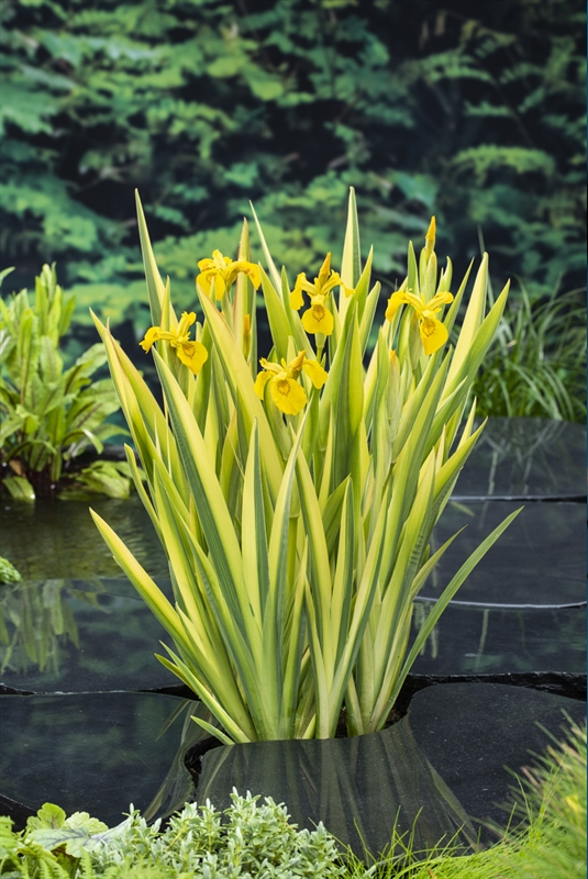 Moerings Water Iris/lis klaar in vijvermand / Iris pseudacorus 'Variegata'