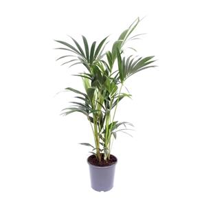 Everspring Howea forsteriana - ø17cm - ↑↓f75cm howea forsteriana - ø17cm - ↑↓f75cm