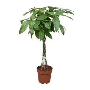 Everspring Pachira aquatica - ø24cm - ↑↓f120cm pachira aquatica - ø24cm - ↑↓f120cm