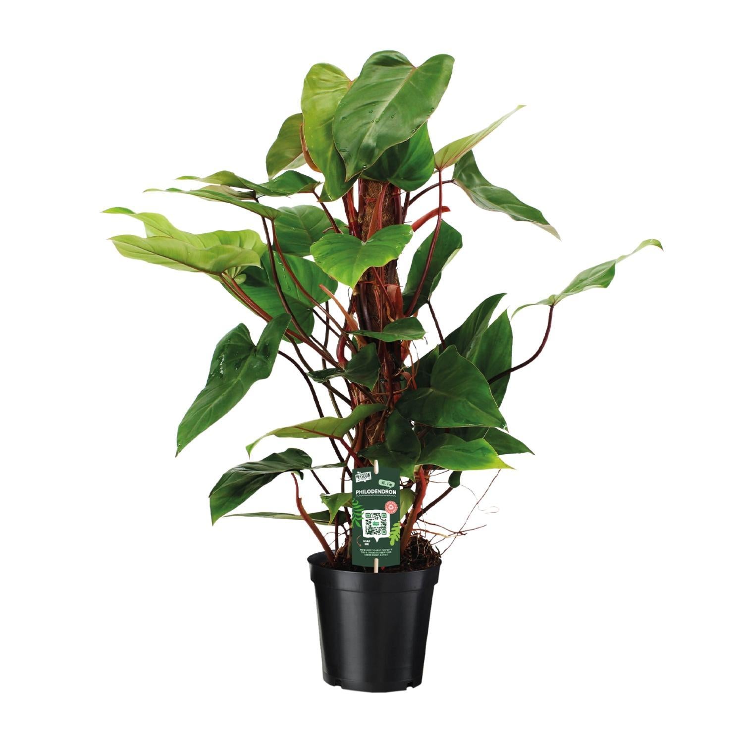 Everspring Philodendron red emerald - ø19 ↑↓f80 philodendron red emerald - ø19 ↑↓f80