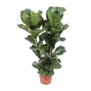 Everspring Ficus lyrata - ø27cm - ↑↓f100cm ficus lyrata - ø27cm - ↑↓f100cm