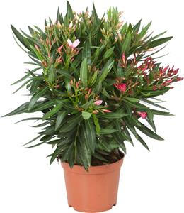 Everspring Nerium oleander 3 liter nerium oleander 3 liter