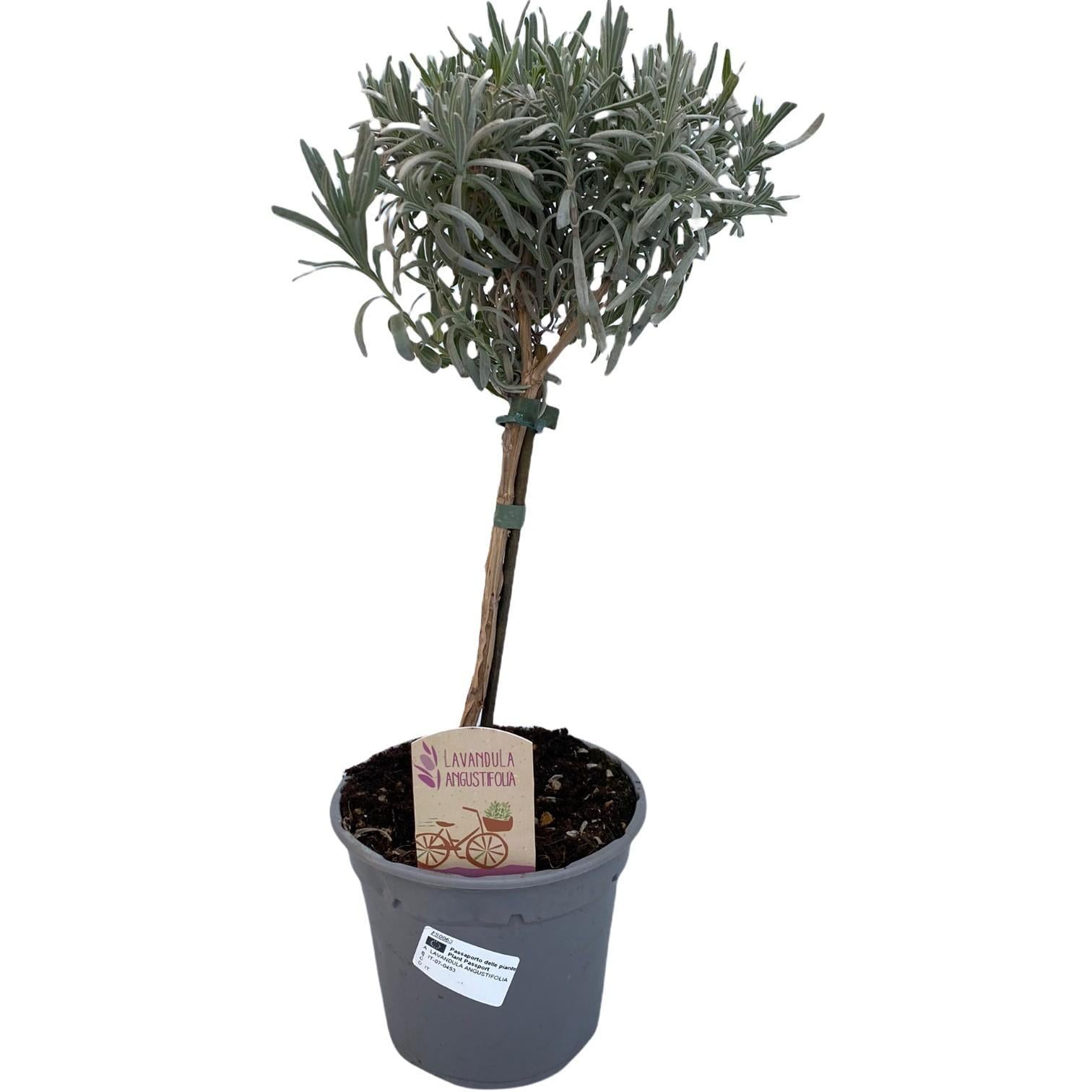 Everspring Lavandula angustifolia stam - ø14cm - ↑↓f45cm