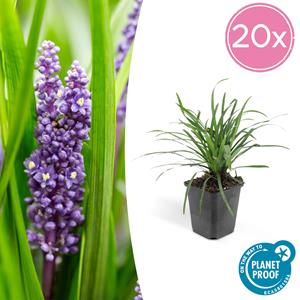 Everspring Liriope muscari 'big blue' - ↑↓f10-25cm - ø9cm - 20x