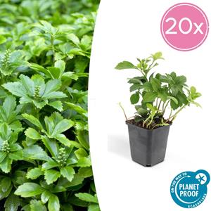 Everspring Pachysandra term. 'green carpet' - ↑↓f25cm - ø9cm pachysandra term. 'green carpet' - ↑↓f25cm - ø9cm - 20x,