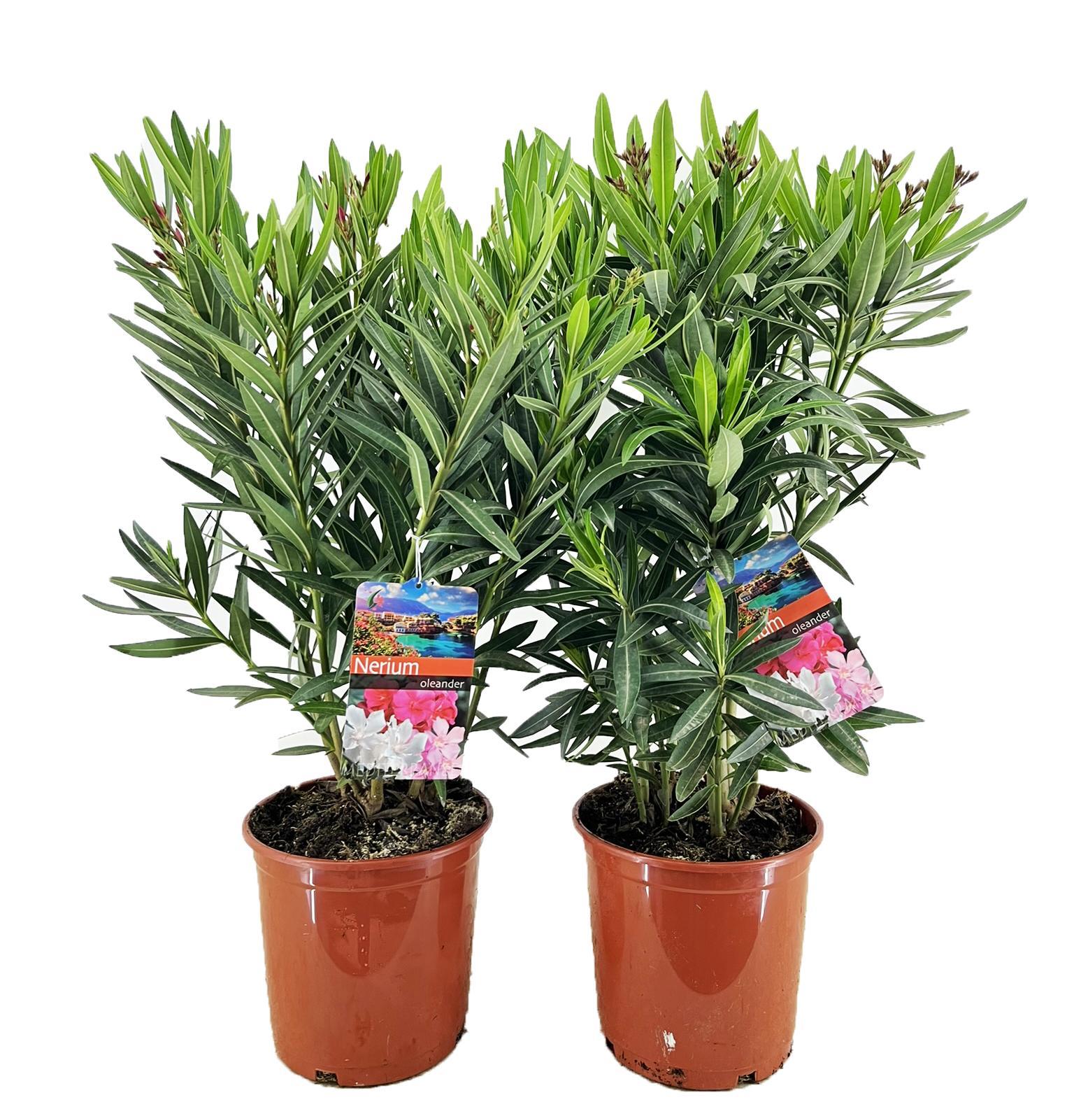 Everspring Nerium oleander - ø21cm - ↑↓f80cm nerium oleander - ø21cm - ↑↓f80cm