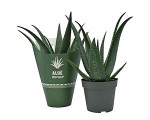Everspring Aloe medivera equator - ø14cm - ↑↓f30cm aloe medivera equator - ø14cm - ↑↓f30cm