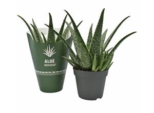 Everspring Aloe medivera tropical - ø14cm - ↑↓f30cm aloe medivera tropical - ø14cm - ↑↓f30cm