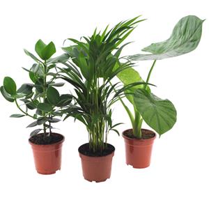 Everspring Intenz mix 17cm - ø17 ↑↓f50 intenz planten mix - 3 stuks - ø17cm - ↑↓f50cm