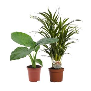 Everspring Dypsis lutescens alocasia macrorrhiza/dypsis lutescens duo - 2 stuks - ø17cm - ↑↓f50-60cm