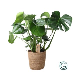 Everspring Monstera in natural basket - ø21cm - ↑↓f60cm monstera in natural basket - ø21cm - ↑↓f60cm