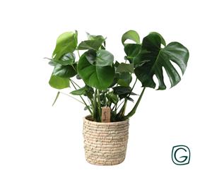 Everspring Monstera in basket palmleaf - ø21cm - ↑↓f60cm monstera in basket palmleaf - ø21cm - ↑↓f60cm