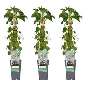 Everspring Hydrangea petiolaris - klimhortensia 3x - hydrangea petiolaris - ↨65cm - ø15