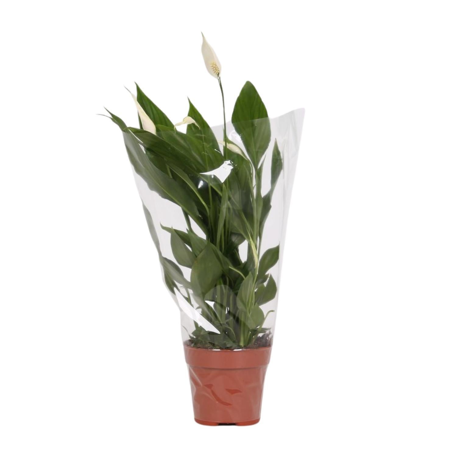 Everspring Spathiphyllum alana - ø12cm - ↑↓f45cm spathiphyllum alana - ø12cm - ↑↓f45cm