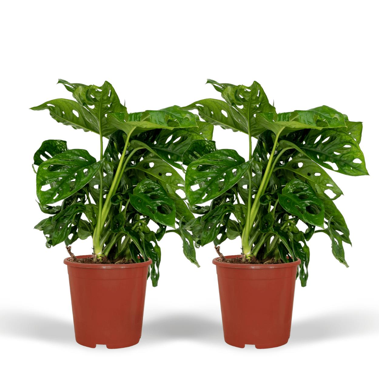 Everspring Monstera monkey leaf (gatenplant) - ø12cm - ↑↓f30cm 2x monstera monkey leaf  - gatenplant - 30cm - ø12